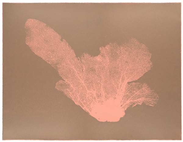 Jo De Pear, Sea Fan III - Blush/Cocoa