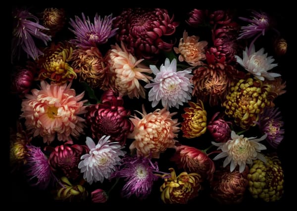 Dianna Jazwinski, Chrysanthemums