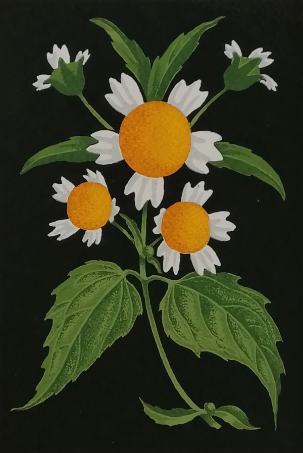 Martin Grover, Gallant Soldier (Galinsoga Parviflora)