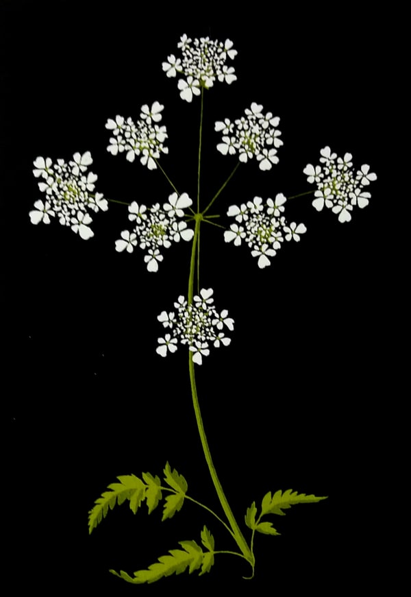 Martin Grover, Cow Parsley