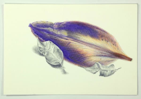 Angela Ferrari Apparent fragilities, 2024 Graphite and colored pencil on paper 5 1/2 x 7 7/8 inches 14 x 20 cm