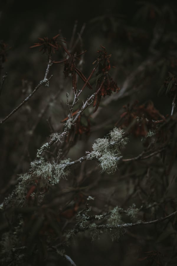 Katrina Forrest, Untitled, 2013