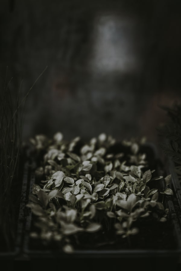 Katrina Forrest, Untitled, 2013