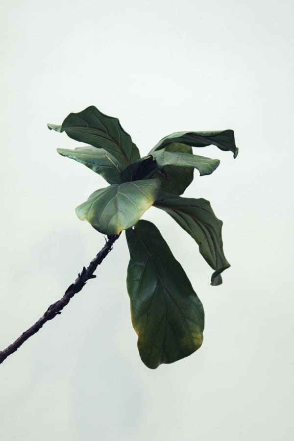 Lavinia Russo, Untitled, 2018