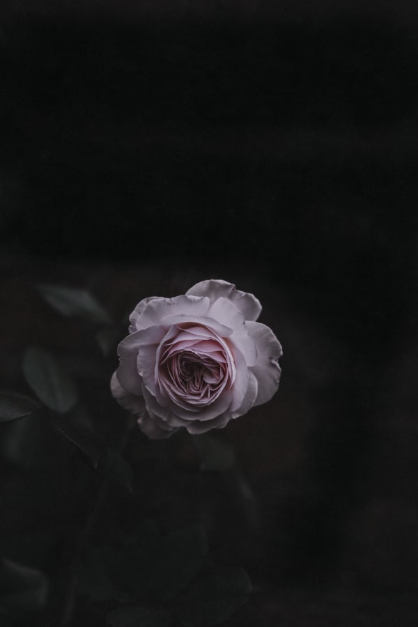 Katrina Forrest, Untitled, 2013