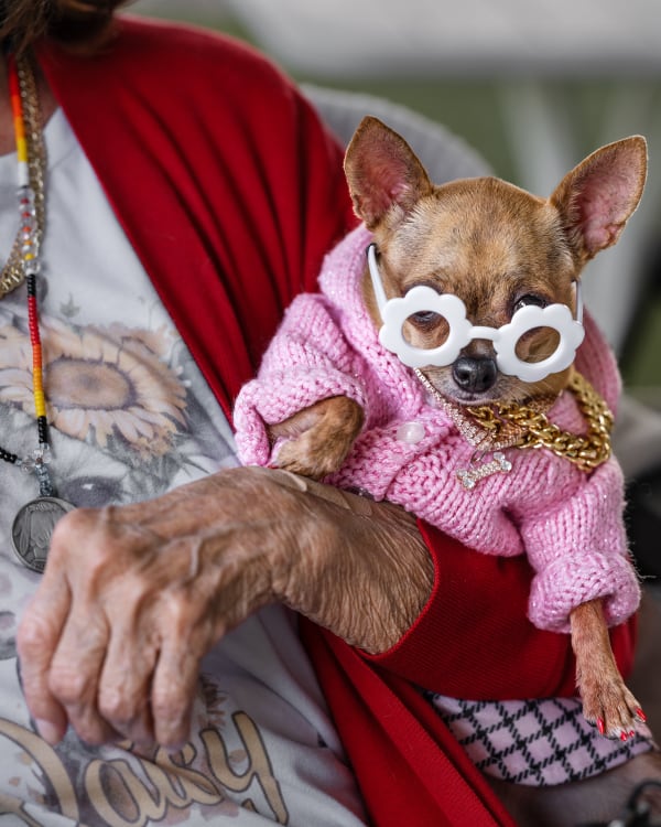 Lap Dog, Davie, FL (from the Atlantic Coast series)