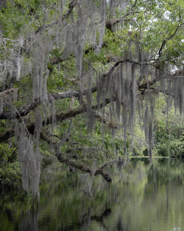 Spanish Moss, St. Augustine, Florida (from the Atlantic Coast series)