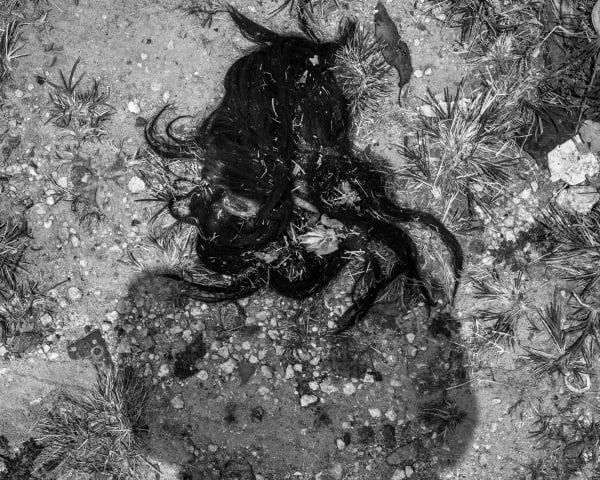 Lost Wig (from the Floridas series)