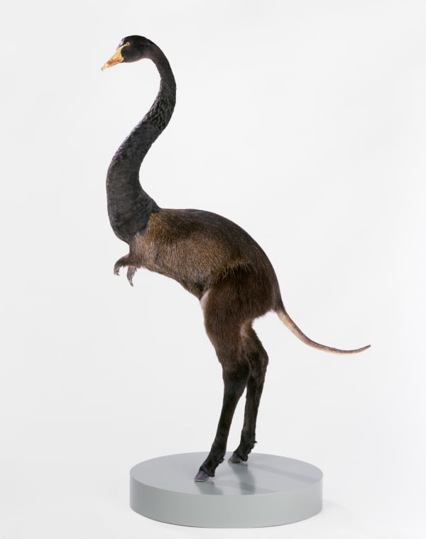 8157-Gruenfeld-Misfit_Swan-Nutria_Donkey-2008_hires
