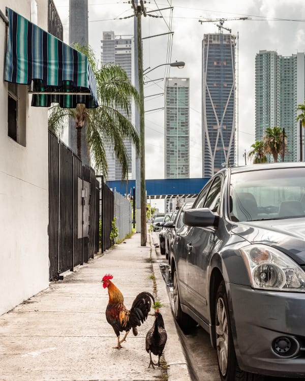 Chickens, Downtown Miami (from the FloodZone series)