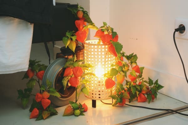 Naraphat Sakarthornsap Physalis, 2022 Pigment Print 40 x 60 cm Edition : 1/5 AP: -