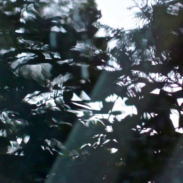 Miriam Bloom, Observation of Illusions 2, 2023