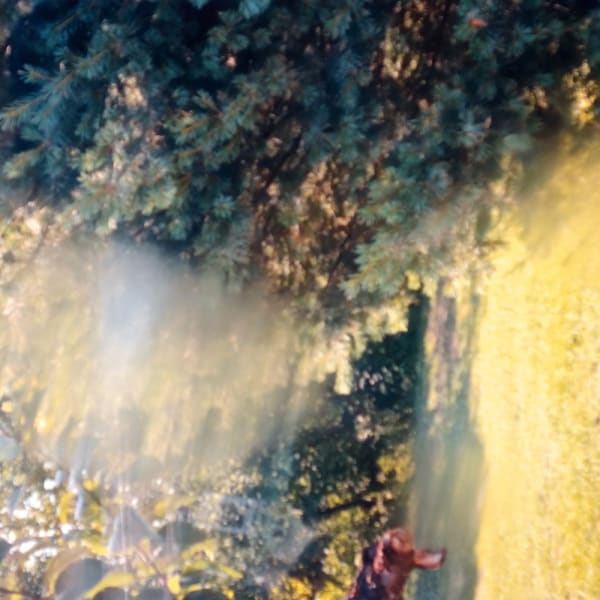 Miriam Bloom, Observation of Illusions 9, 2023