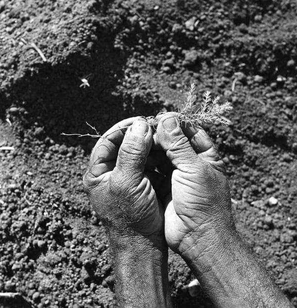 Black and white photograph of a pair of hands holding a small shrub, with soil in the background