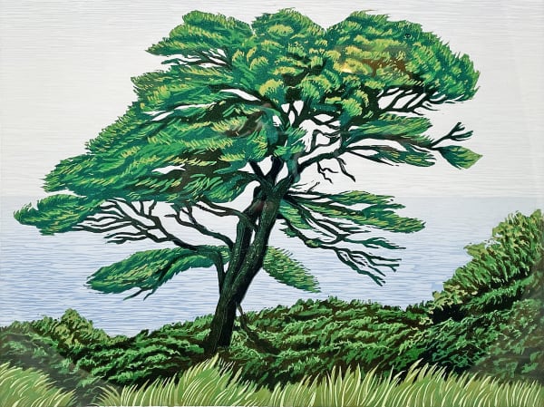Pinus Radiata