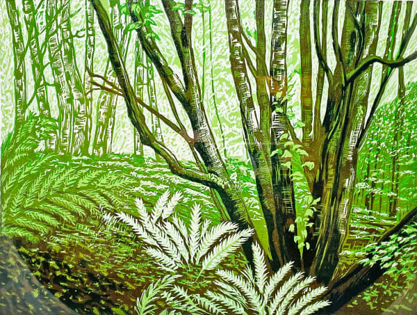 Beech Trees