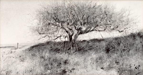 Andrew Barrowman - Lonely Tree in the Landscape