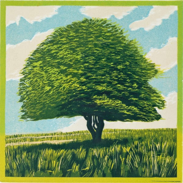 Hawthorn Tree