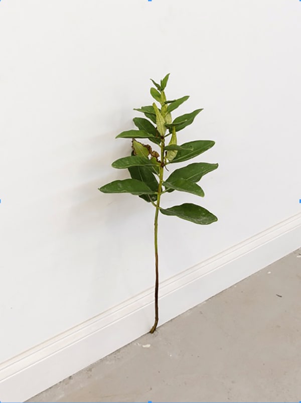 Tony Matelli, Weed #388, 2017