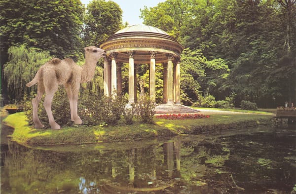 Vikky Alexander, Camel Foal at Versailles, 2013