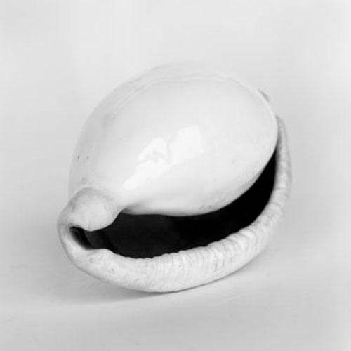 The Shell Collection of the Belgian Royal Family