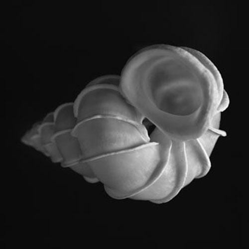 The Shell Collection of the Belgian Royal Family