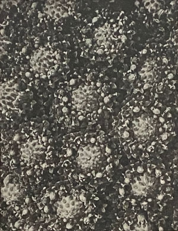 Wundergarten der Natur