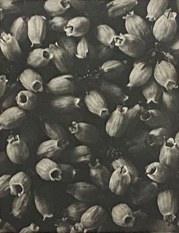 Wundergarten der Natur