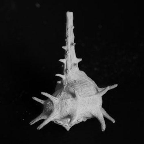 The Shell Collection of the Belgian Royal Family