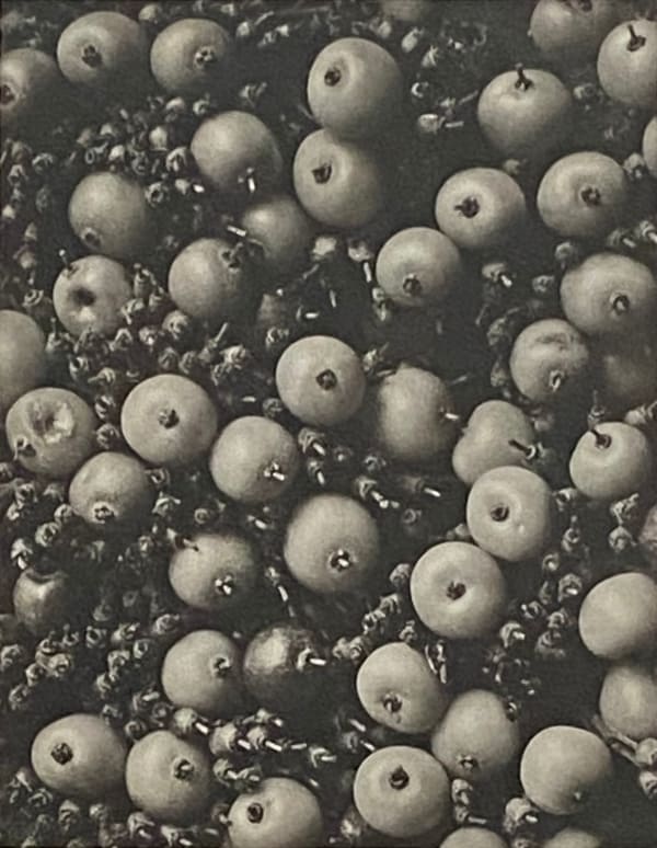 Wundergarten der Natur