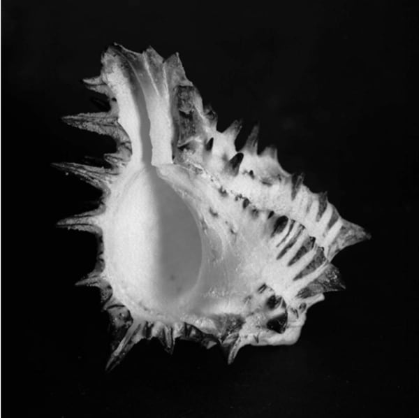 The Shell Collection of the Belgian Royal Family