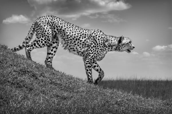 PREDATORS