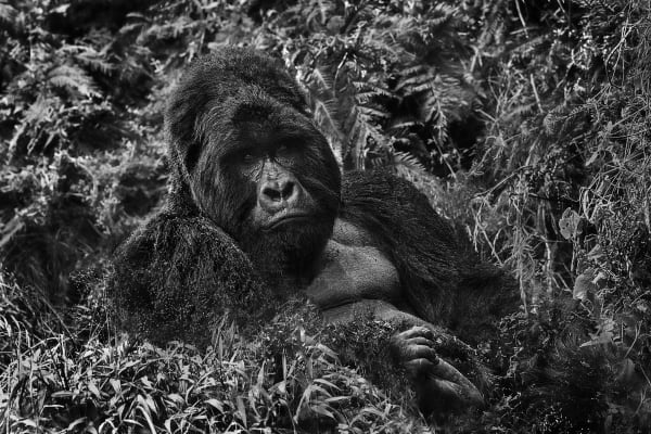 Michel Ghatan, HUMPTY DUMPTY. Virunga Mountains, Uganda, 2022