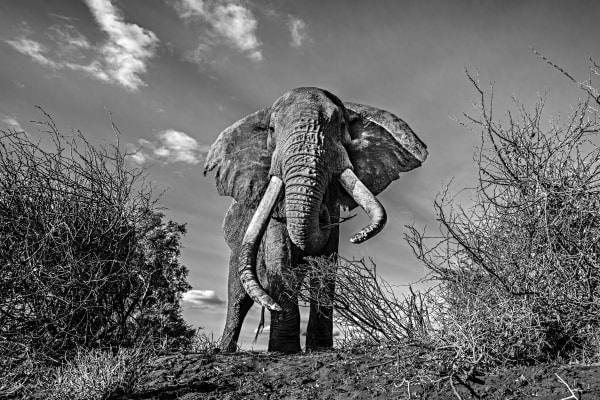 ELEPHANTS