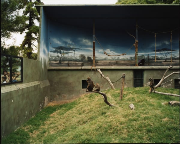 Richard Billingham, Mandrils (Photograph), 2005