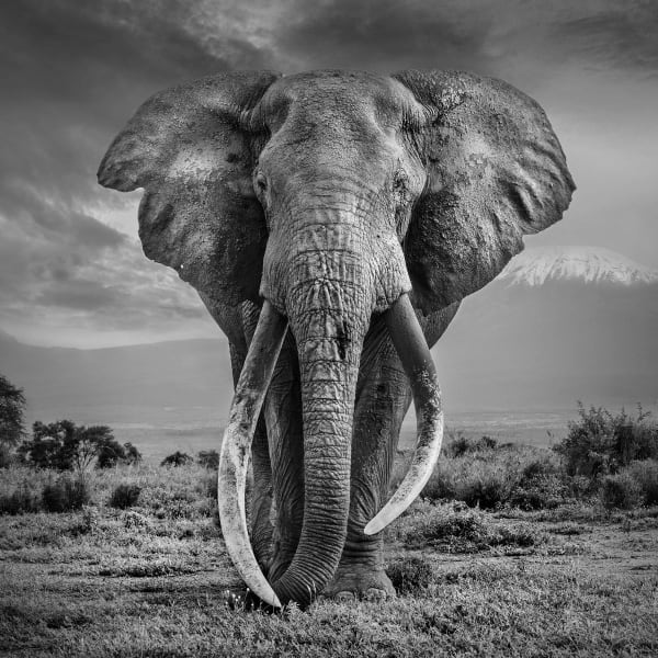 Michel Ghatan, THE SNOWS OF KILIMANJARO III