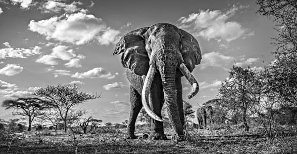 Michel Ghatan, THE REVENANT, 2021