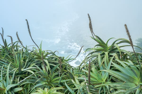 Riccardo Wolfgang, Beyond Boundaries, California, 2019