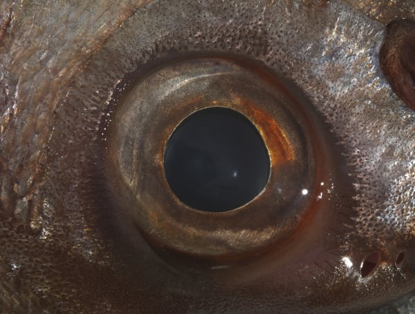 Bruna Esposito Eye, 2016 Lambda print on plexiglass 75 x 100 cm € 17,500.00