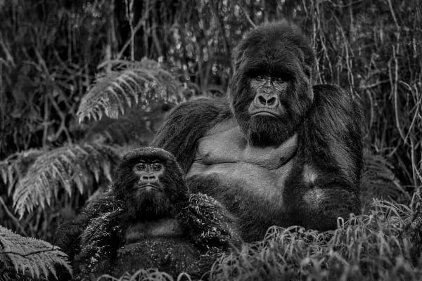 PRIMATES