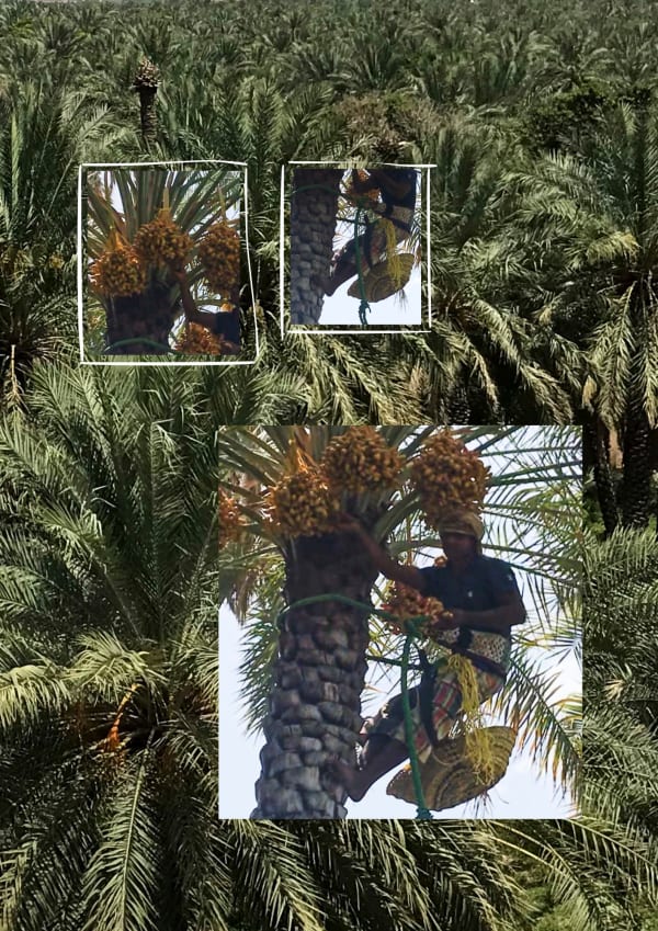Shaima Ayoub, A house with a date palm will never starve - a study, 2019