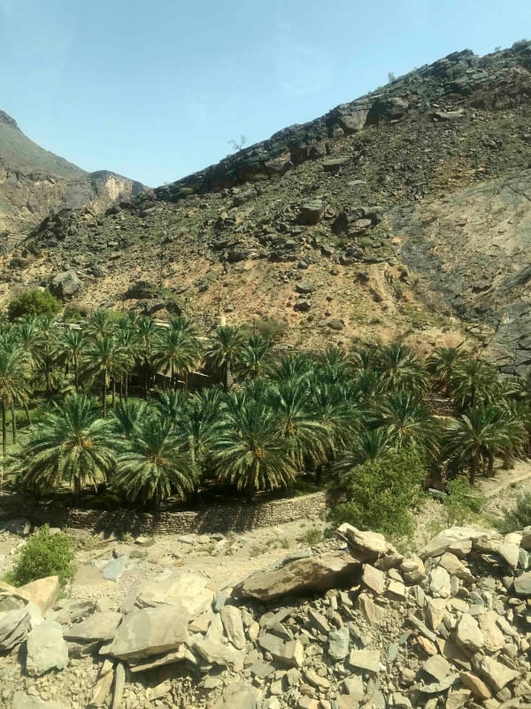 Shaima Ayoub, A house with a date palm will never starve - a study, 2019