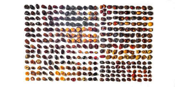 Abdulrahman Al-Muftah, Dates Chart, 2024