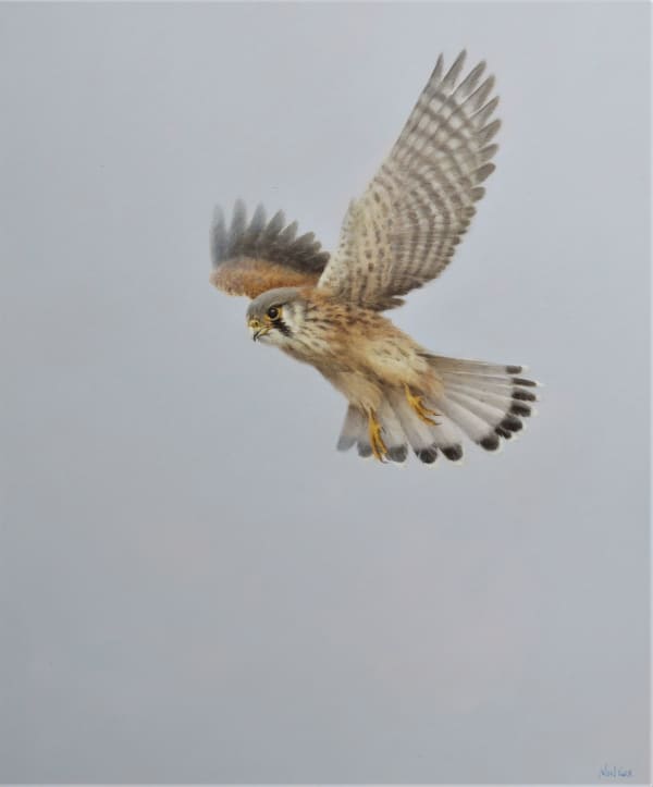 Neil Cox, WINDHOVER - KESTREL TIERCEL