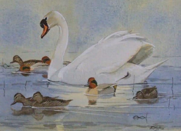 Derek Robertson, SWAN AND TEAL