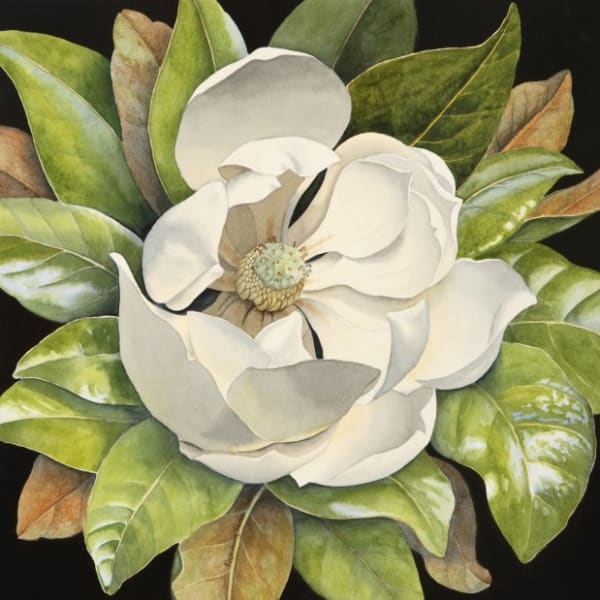 Rosemary Farrer, MAGNOLIA GRANDIFLORA