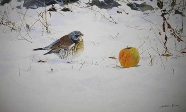 Jonathan Pomroy, FIELDFARE AND APPLE