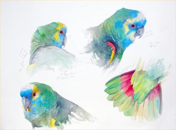 Emma Faull, AMAZON PARROT STUDY