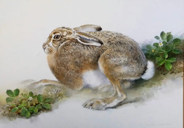 Jonathan Sainsbury, BROWN HARE AND WILD STRAWBERRIES