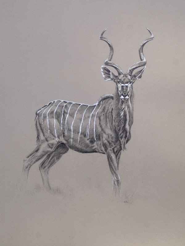 Ashley Boon, THE GREY GHOST, KUDU BULL
